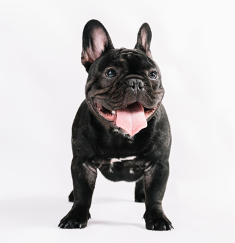dog image