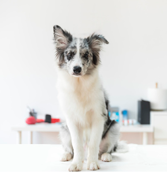 dog image